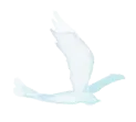 鳥