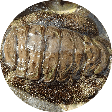 指標生物