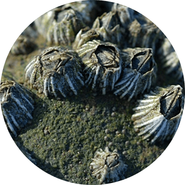 指標生物