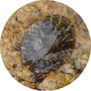 指標生物