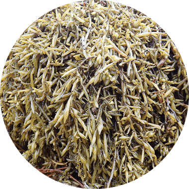 指標生物